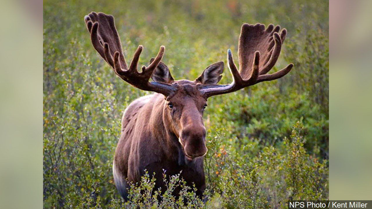 Moose tests positive for CWD